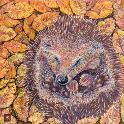 Sleepy Hollow by Ann Richmond - A Painting of a nesting Hedgehog. C/W Letter of Provenance & Story. Framing Available.