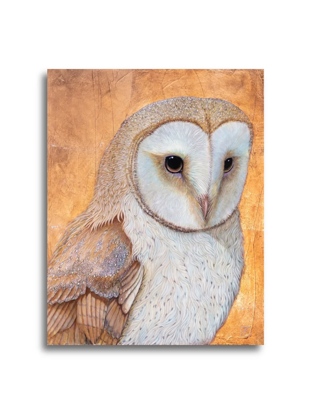 Barn Owl by Ann Richmond - A beautiful Fine-Art Print of a resting Barn Owl. Limited inventory remains in our Print Sale...