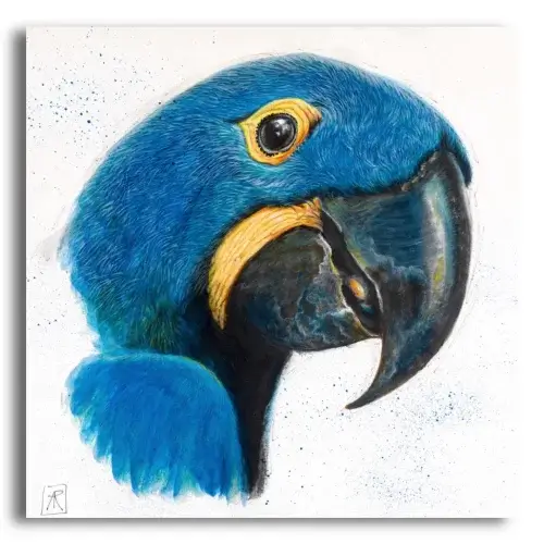 Hyacinth Macaw by Ann Richmond - A Painting of a Hyacinth Macaw. Limited inventory remains in our Print Sale...