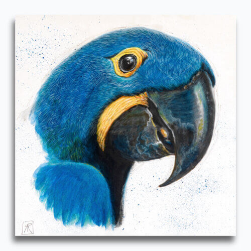 Hyacinth Macaw by Ann Richmond - A soulful artwork of a cheeky Hyacinth (Blue) Macaw. Painted in the artist's unique style... Framing available.