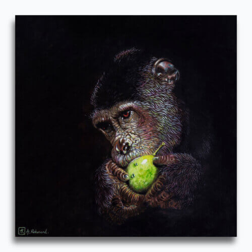 Midnight Feast by Ann Richmond - A chiaroscuro artwork of a feasting Chimpanzee. Painted in the artist's unique style... Framing available.