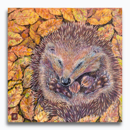 Sleepy Hollow by Ann Richmond - A beautiful artwork featuring a nesting Hedgehog. Painted in the artist's unique style... Framing available.
