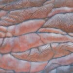 The Old Man of the Sea, painted by renowned UK fantasy artist Ann Richmond, is an evocative piece of fantasy art featuring an aged walrus and his loyal fairy terns. Part of the Otherwurlde Collection—and created in collaboration with writer Gary Hyland—the piece transports viewers into a magical realm where armoured animals and evocative narratives come to life. Offered as affordable art with story, collectors can choose between the original artwork and an exclusive range of fine-art prints. Discover the enchantment at Otherwurlde.com.