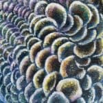 Quicksilver!, painted by renowned UK fantasy artist Ann Richmond, is a stunning and captivating piece of fantasy art featuring an Oranda carp and a hopeful frog in pursuit of a swift barracuda. Part of the Otherwurlde Collection—and created in collaboration with writer Gary Hyland—the piece transports viewers into a magical realm where armoured animals and evocative narratives come to life. Offered as affordable art with story, collectors can choose between the original artwork and an exclusive range of fine-art prints. Discover the enchantment at Otherwurlde.com.