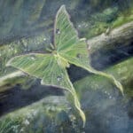 The One That Got Away... painted by renowned UK fantasy artist Ann Richmond, is a beautiful and enigmatic piece of fantasy art featuring an airborne sealion as she collects balloons in a magical forest... Part of the Otherwurlde Collection—and created in collaboration with writer Gary Hyland—the piece transports viewers into a magical realm where armoured animals and evocative narratives come to life. Offered as affordable art with story, collectors can choose between the original artwork and an exclusive range of fine-art prints. Discover the enchantment at Otherwurlde.com.