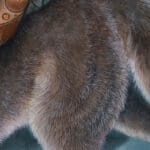 The Promise of Spring..., painted by renowned UK fantasy artist Ann Richmond, is a stunning and evocative piece of fantasy art featuring a mystical dryad and a company of wolves, as they walk from winter into spring. Part of the Otherwurlde Collection—and created in collaboration with writer Gary Hyland—the piece transports viewers into a magical realm where armoured animals and evocative narratives come to life. Offered as affordable art with story, collectors can choose between the original artwork and an exclusive range of fine-art prints. Discover the enchantment at Otherwurlde.com.