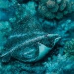 Steady As We Go... painted by renowned UK fantasy artist Ann Richmond, features a Green Sea Turtle as it 'flies' over a submerged cliff, in good company. In a scene rich with symbolism and emotion, it reinforces the notion that we're never alone; that any difficulty can be shared. Part of the Otherwurlde Collection—and created in collaboration with writer Gary Hyland—the piece transports viewers into a magical realm where armoured animals and evocative narratives come to life. Offered as affordable art with story, collectors can choose between the original artwork and an exclusive range of fine-art prints. Discover the enchantment at Otherwurlde.com.