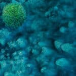 Steady As We Go... painted by renowned UK fantasy artist Ann Richmond, features a Green Sea Turtle as it 'flies' over a submerged cliff, in good company. In a scene rich with symbolism and emotion, it reinforces the notion that we're never alone; that any difficulty can be shared. Part of the Otherwurlde Collection—and created in collaboration with writer Gary Hyland—the piece transports viewers into a magical realm where armoured animals and evocative narratives come to life. Offered as affordable art with story, collectors can choose between the original artwork and an exclusive range of fine-art prints. Discover the enchantment at Otherwurlde.com.