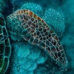 Steady As We Go... painted by renowned UK fantasy artist Ann Richmond, features a Green Sea Turtle as it 'flies' over a submerged cliff, in good company. In a scene rich with symbolism and emotion, it reinforces the notion that we're never alone; that any difficulty can be shared. Part of the Otherwurlde Collection—and created in collaboration with writer Gary Hyland—the piece transports viewers into a magical realm where armoured animals and evocative narratives come to life. Offered as affordable art with story, collectors can choose between the original artwork and an exclusive range of fine-art prints. Discover the enchantment at Otherwurlde.com.